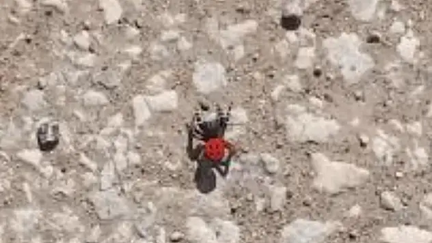 Ödemiş'te Zehirli Örümcek Paniği