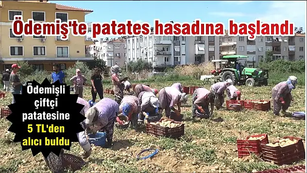 Ödemişli çiftçi patatesine 5 TL'den alıcı buldu