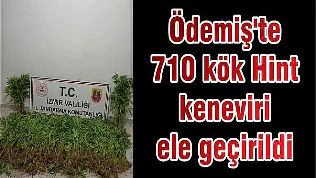 Ödemiş’te 710 kök Hint keneviri ele geçirildi