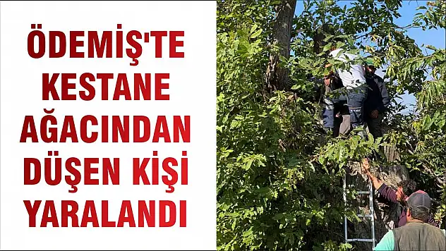 ÖDEMİŞ'TE KESTANE AĞACINDAN DÜŞEN KİŞİ YARALANDI
