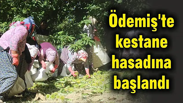 Ödemiş’te kestane hasadına başlandı