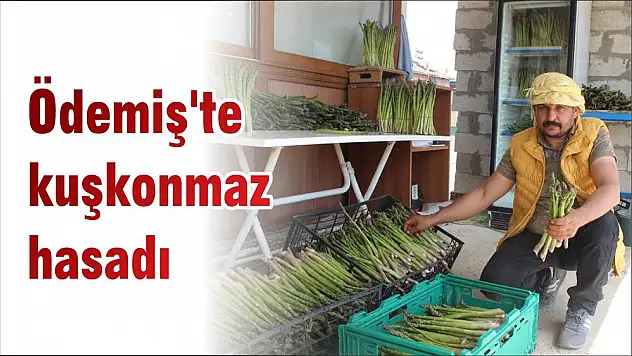 Ödemiş’te kuşkonmaz hasadı
