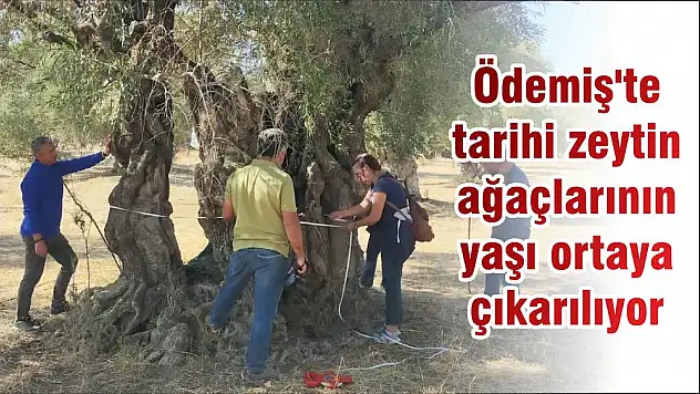 Ödemiş'te tarihi zeytin ağaçlarının yaşı ortaya çıkarılıyor