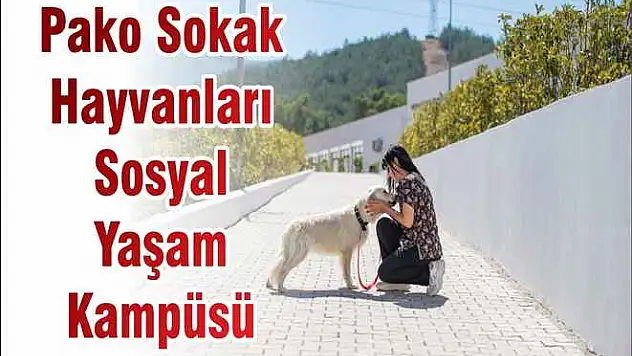 Pako Sokak Hayvanları Sosyal Yaşam Kampüsü