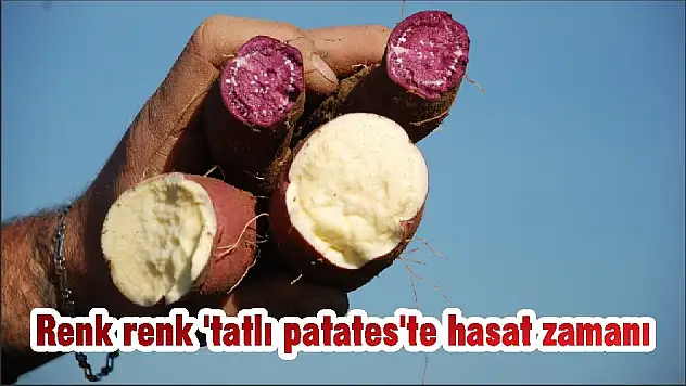 Renk renk 'tatlı patates'te hasat zamanı