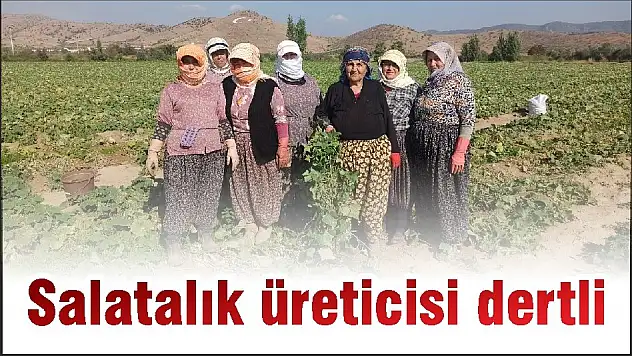 Salatalık üreticisi dertli