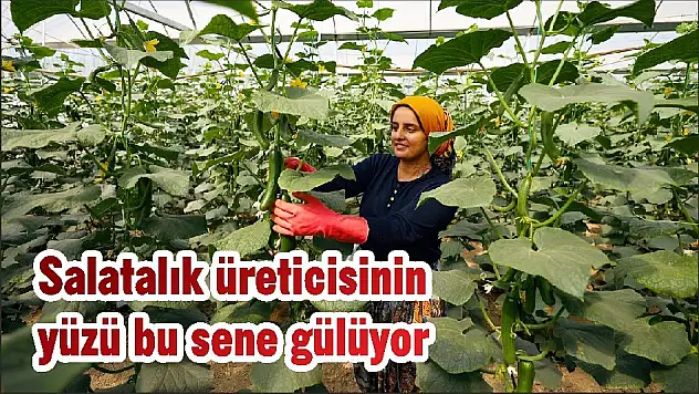 Salatalık üreticisinin yüzü bu sene gülüyor