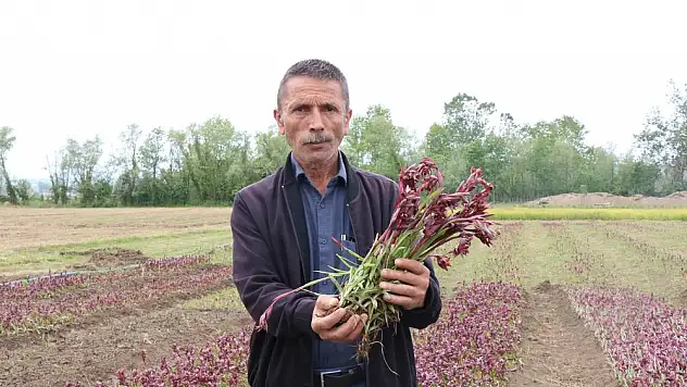 Salep hasadı başladı… Kilosu altınla yarışıyor