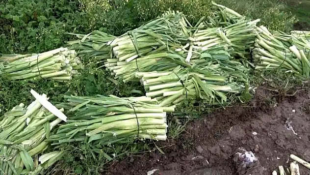 Sebze Fiyatlarının Yüksek Olduğu Dönemde Görüntüler Pes Dedirtti