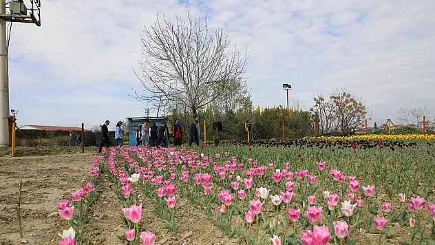 Şehzadeler, kendi lalesini kendisi üretecek