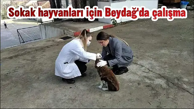 Sokak hayvanları için Beydağ'da çalışma