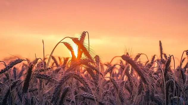 Tarımsal girdi fiyat endeksi dizginlenemiyor