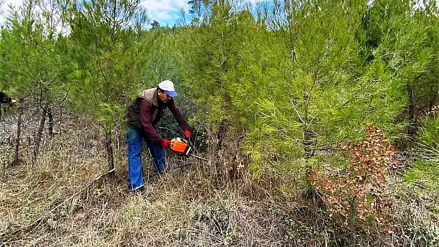 Tavşanlı’da kızılçam ormanlarına bakım