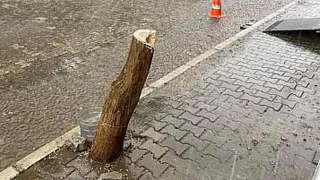 Tire Belediyesi katledilen ağacın yerine yenisini dikti