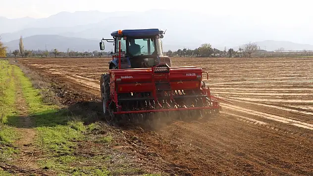 Tire Belediyesi, kendi arazisine buğday ekti