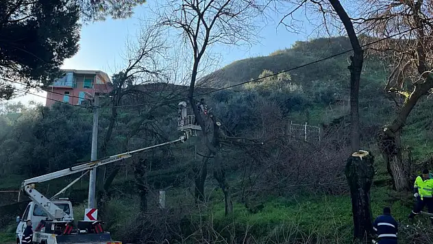 Tire'de ağaç budama çalışmaları yapıldı