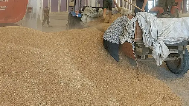 Tire'de Buğday Mesaisi Başladı: TMO Alımlara Start Verdi