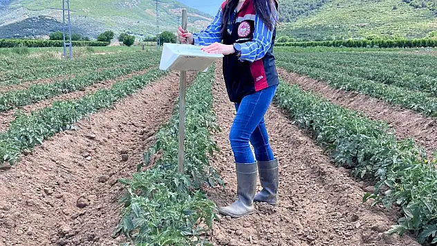 Tire'de Domates Güvesine Karşı Tuzaklı Mücadele ve Arazi Denetimleri