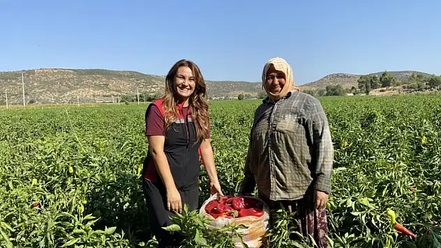 Tire'de Kapya Biber Hasadı Başladı