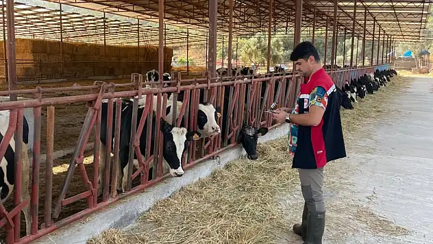 TİRE'DE ŞAP HASTALIĞINA KARŞI AŞILAMA ÇALIŞMALARI