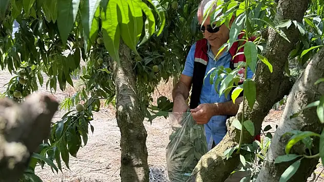 Tire İlçe Tarım ve Orman Müdürlüğü Teknik Çalışmalarını Sürdürüyor