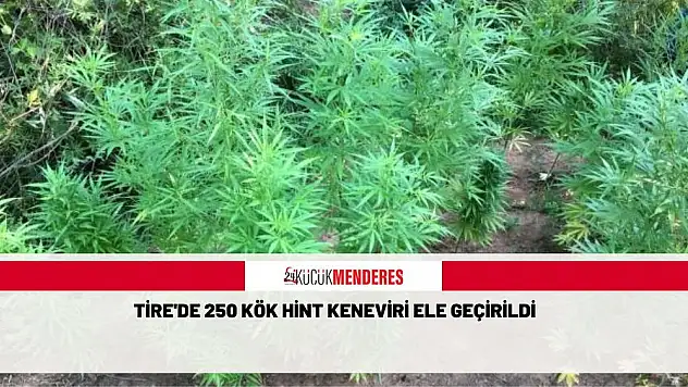 Tire’de 250 kök Hint keneviri ele geçirildi