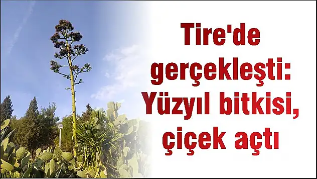Tire'de gerçekleşti: Yüzyıl bitkisi, çiçek açtı