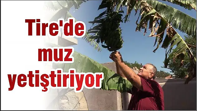 Tire'de muz yetiştiriyor