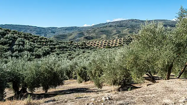 Tire’deki mermer ocağı, zeytinlikleri yutacak