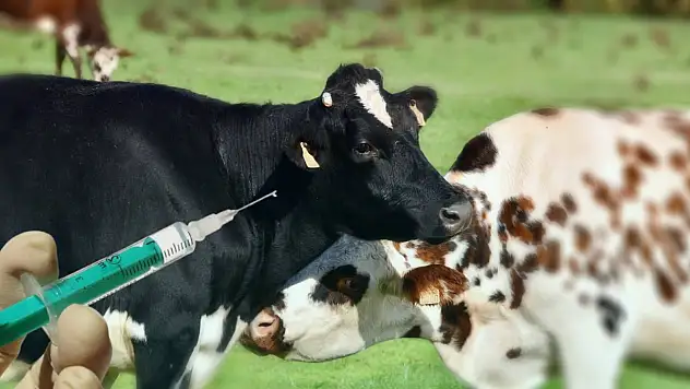 Türkiye Şap Hastalığıyla Mücadeleye Devam Ediyor: Aşılama Hız Kesmiyor