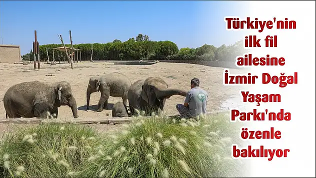 Türkiye’nin ilk fil ailesine İzmir Doğal Yaşam Parkı’nda özenle bakılıyor