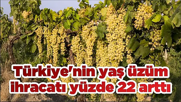Türkiye’nin yaş üzüm ihracatı yüzde 22 arttı