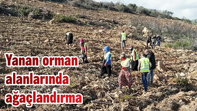 Yanan orman alanlarında ağaçlandırma