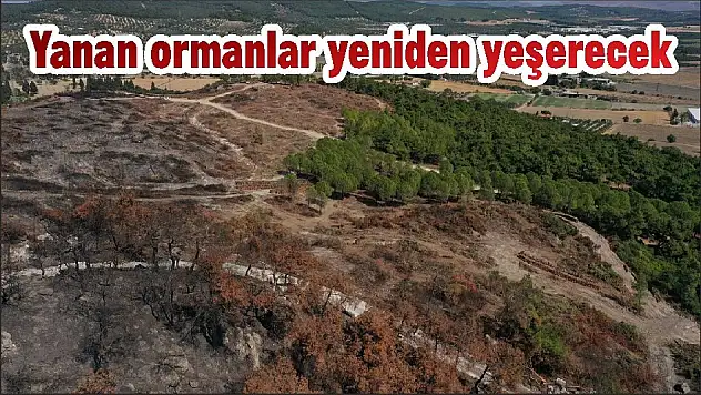 Yanan ormanlar yeniden yeşerecek