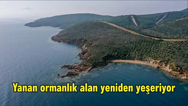 Yanan ormanlık alan yeniden yeşeriyor