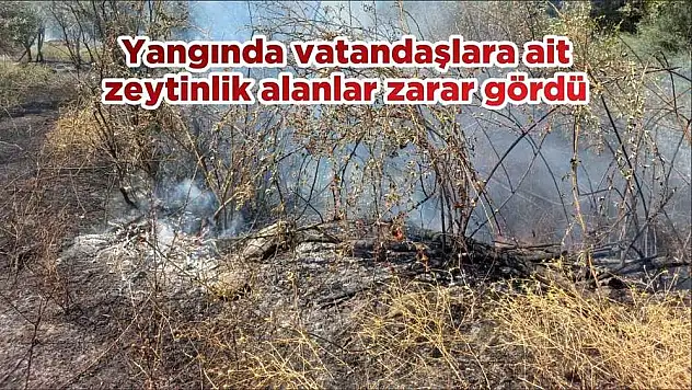 Yangında vatandaşlara ait zeytinlik alanlar zarar gördü