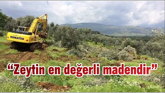 'Zeytin en değerli madendir'