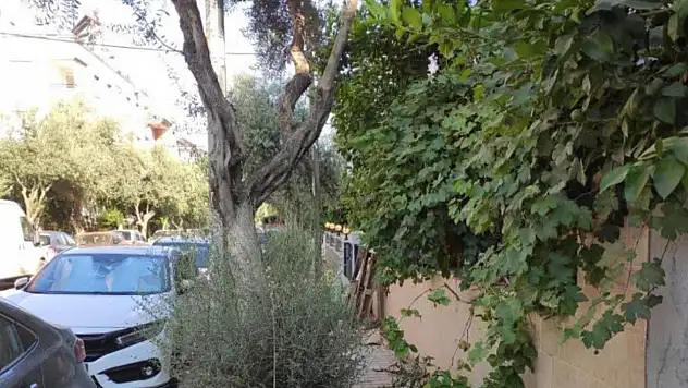 Zeytinlik Caddesi'nde Kaldırımlar Zeytin ve Yapraklarla Kaplı Ödemiş'te Vatandaşlardan Temizlik Talebi