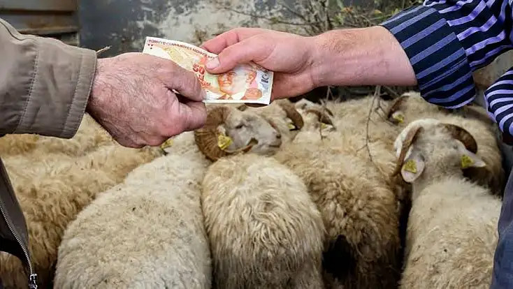 Elde Kalan Kurbanlıkları Et ve Süt Kurumu Satın Alacak: Fiyatlar Belli Oldu