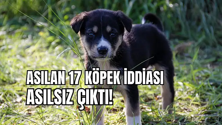 17 köpek asıldı iddiası asılsız çıktı!