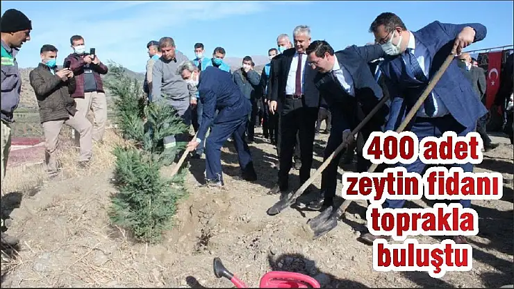 400 adet zeytin fidanı  toprakla buluştu