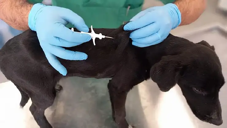 5 yılda tam 32 bin can dosta mikroçip takıldı