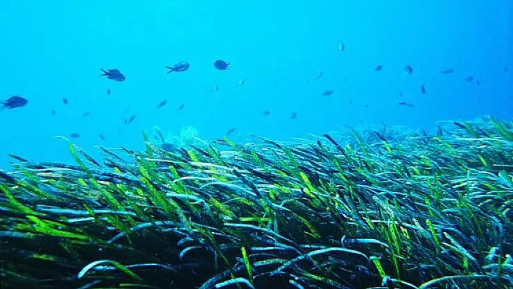 Akdeniz’in oksijen kaynağı deniz çayırları, küresel ısınmanın tehdidi altında