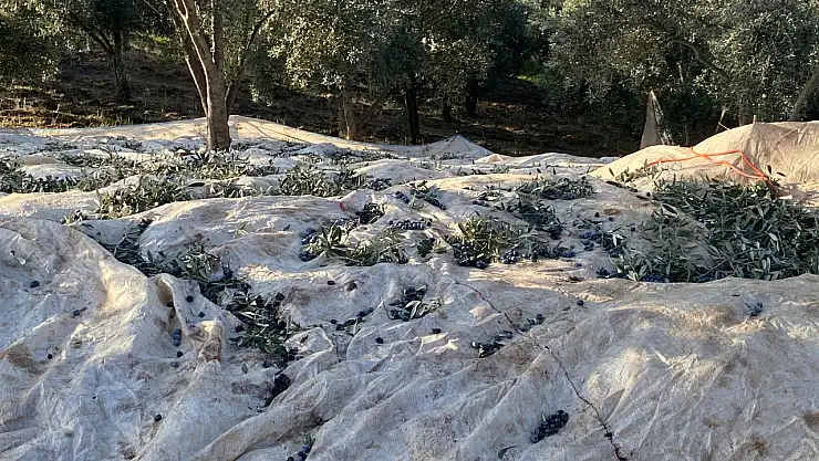 Antalya'dan Gelen Beydağlı Çiftin Tatil Tercihi Zeytin Hasadı