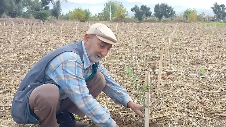 ARBEQUİNA ZEYTİN FİDANLARI BAYINDIR’DA DİKİLİYOR