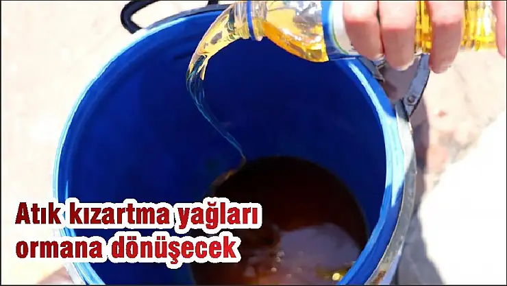 Atık kızartma yağları ormana dönüşecek