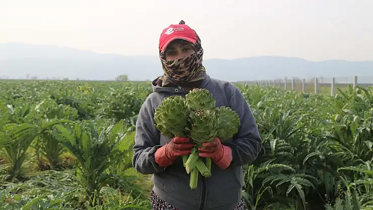 Aydın'da ilk enginar hasadı başladı