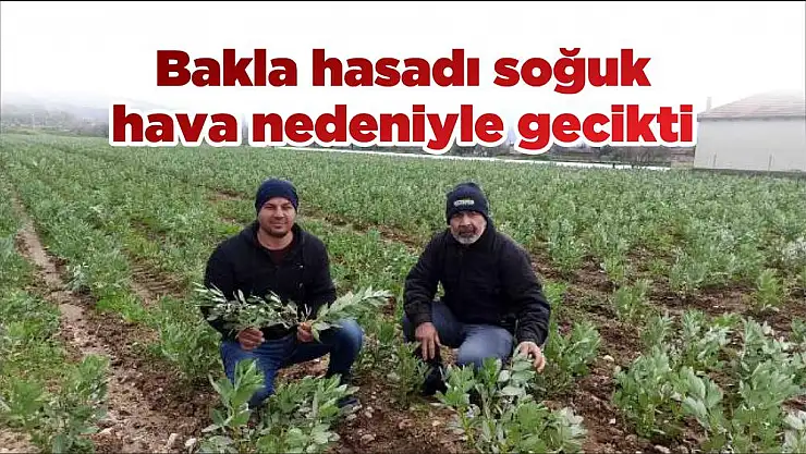 Bakla hasadı soğuk hava nedeniyle gecikti