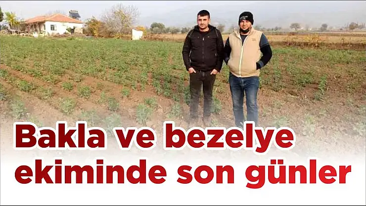 Bakla ve bezelye ekiminde son günler