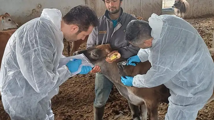 Bayındır'da Hastalıktan Ari İşletmede Tüberkülin Uygulaması Yapıldı